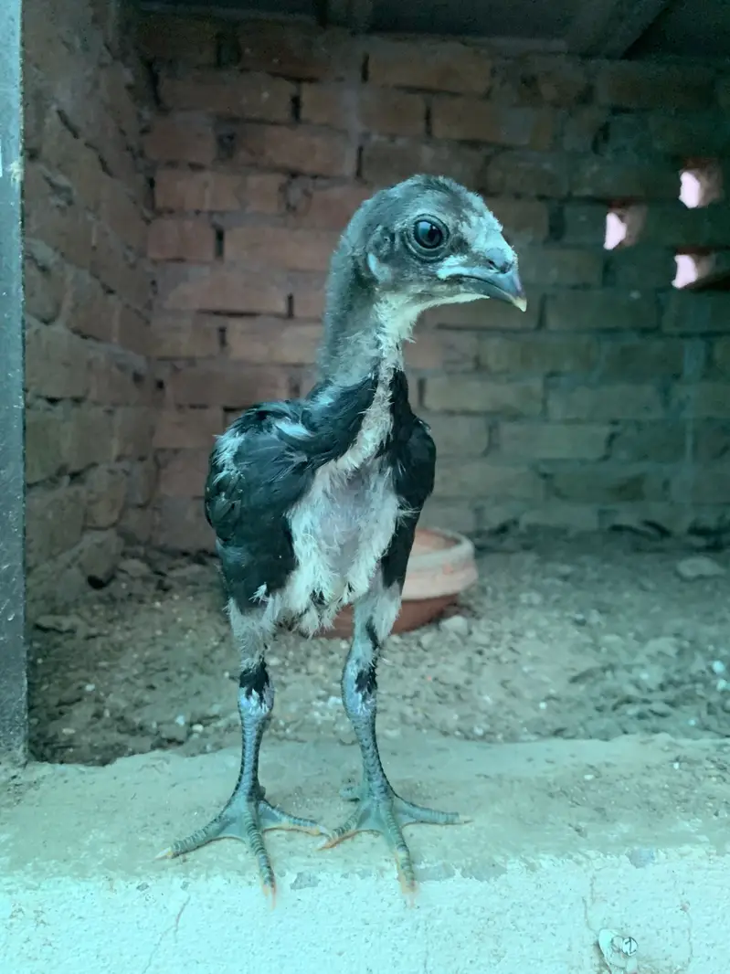 Top notch dragon chicks available in 1.5 month age — photo 2