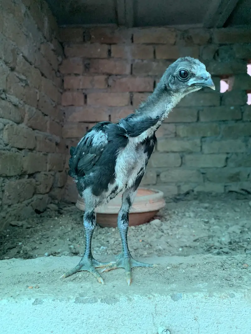 Top notch dragon chicks available in 1.5 month age — photo 3