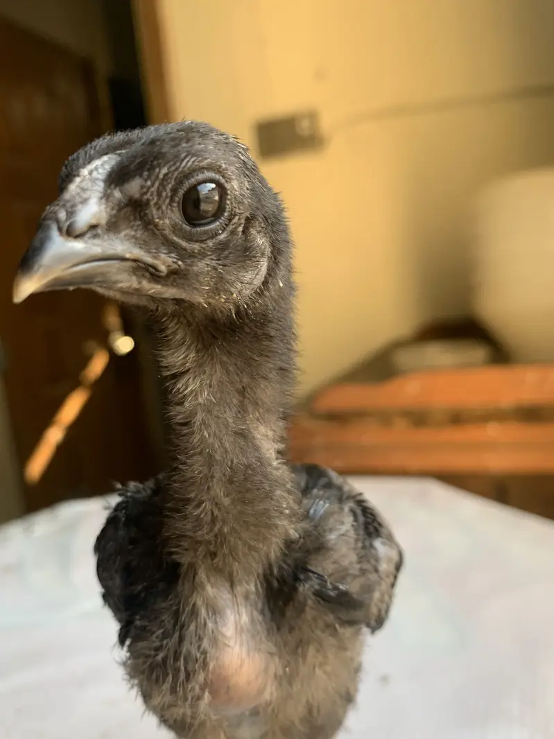 Top notch dragon chicks available in 1.5 month age — photo 6