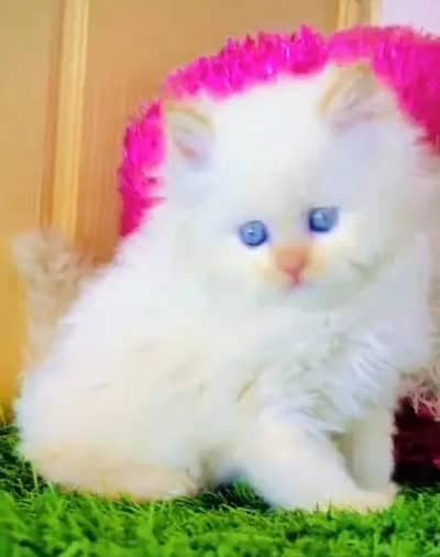 (Persian female kitten) (for sale all) (Pakistan delivery available)