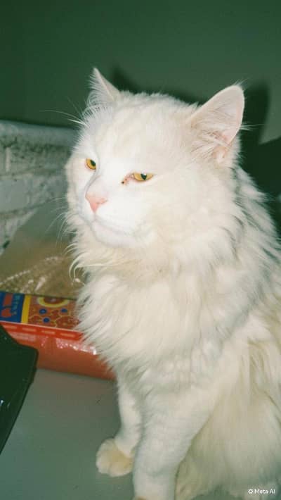 looking for a Persian female cat
