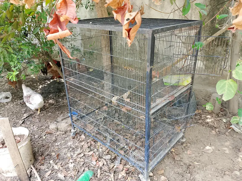 parrot and hen cages for sale — photo 2