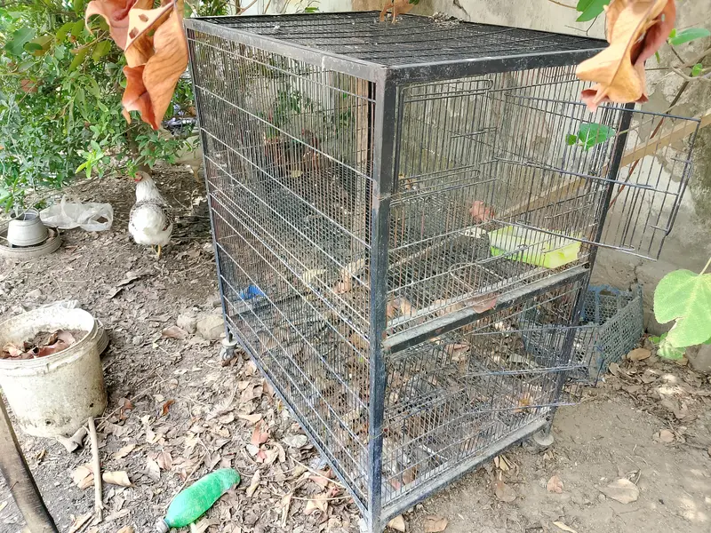 parrot and hen cages for sale — photo 3