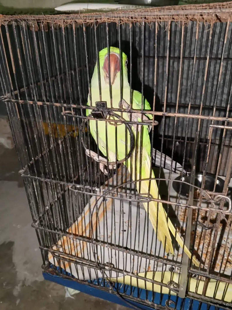 female raw parrot for sale — photo 2