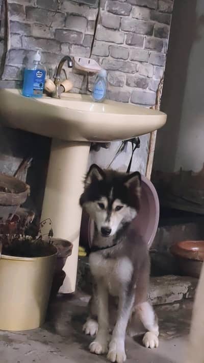 Husky Female best quality