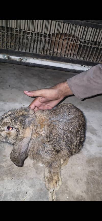 Holland lops pair