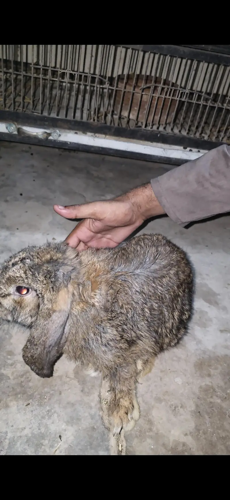 Holland lops pair