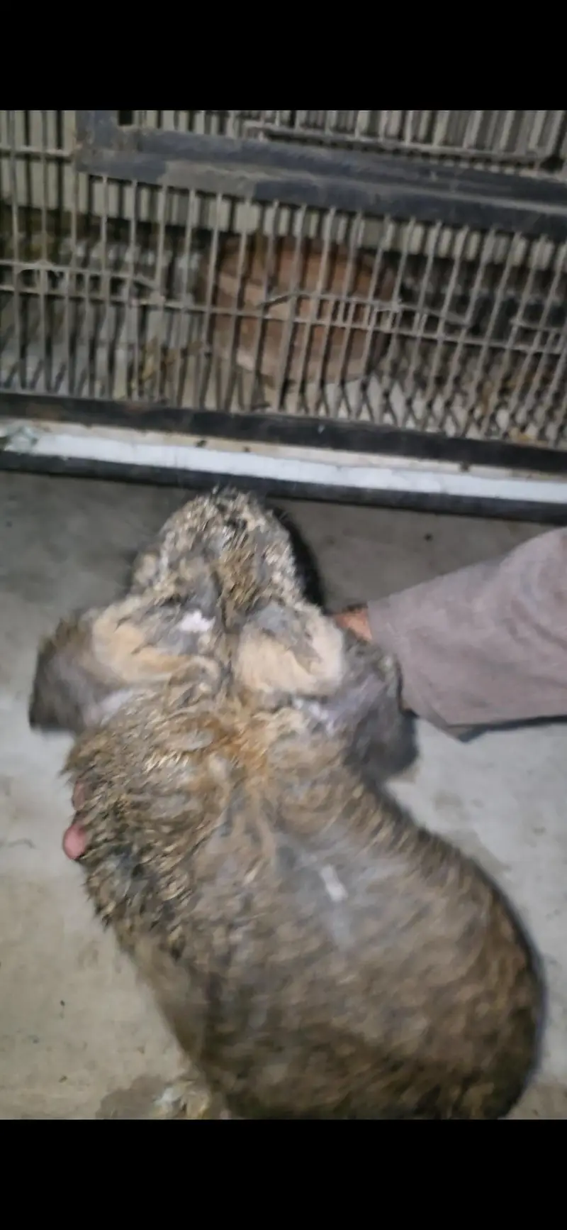 Holland lops pair — photo 2