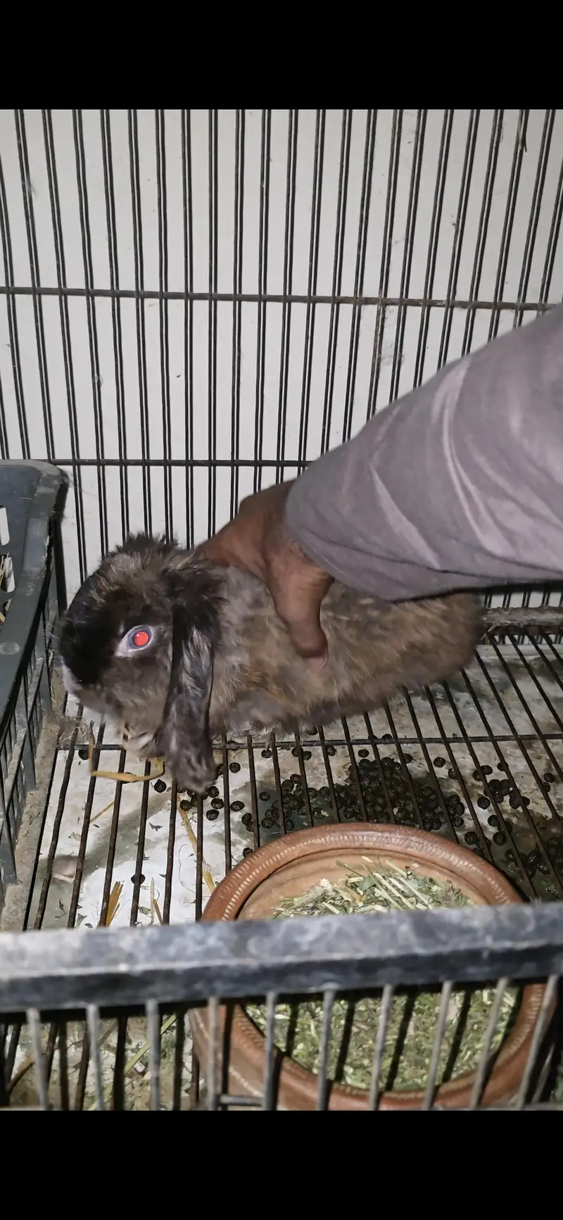 Holland lops pair — photo 3