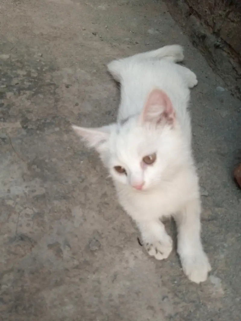 Persian kittens for sale — photo 2