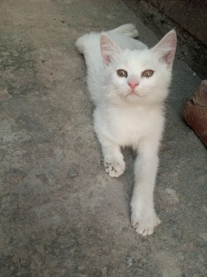 Persian kittens for sale — photo 3