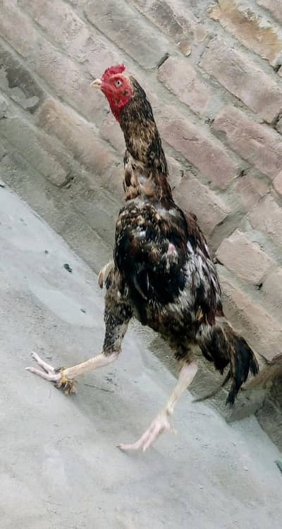 aseel murga