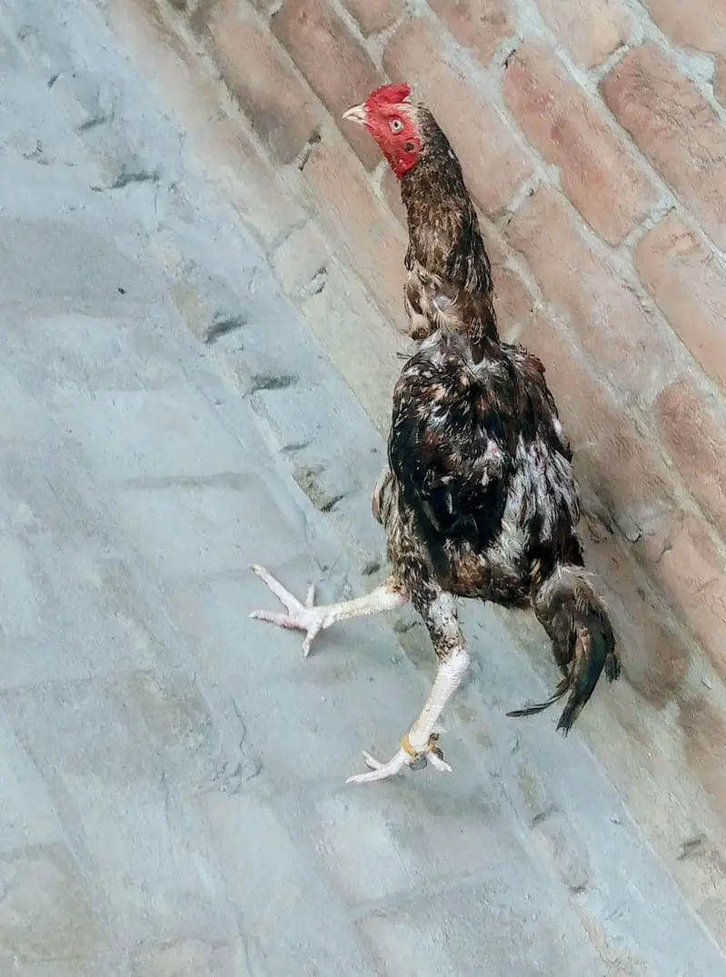aseel murga — photo 3