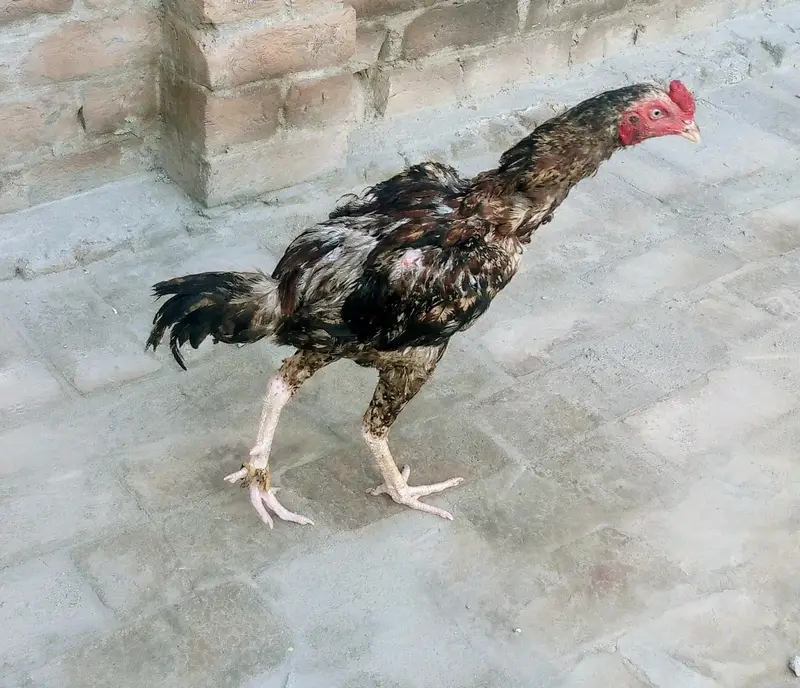 aseel murga — photo 4