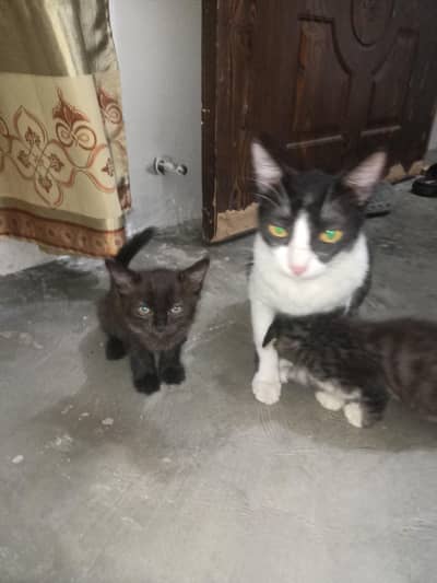 cat or  4 kids for free