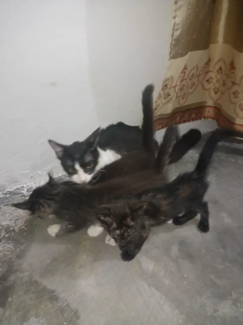 cat or  4 kids for free — photo 2