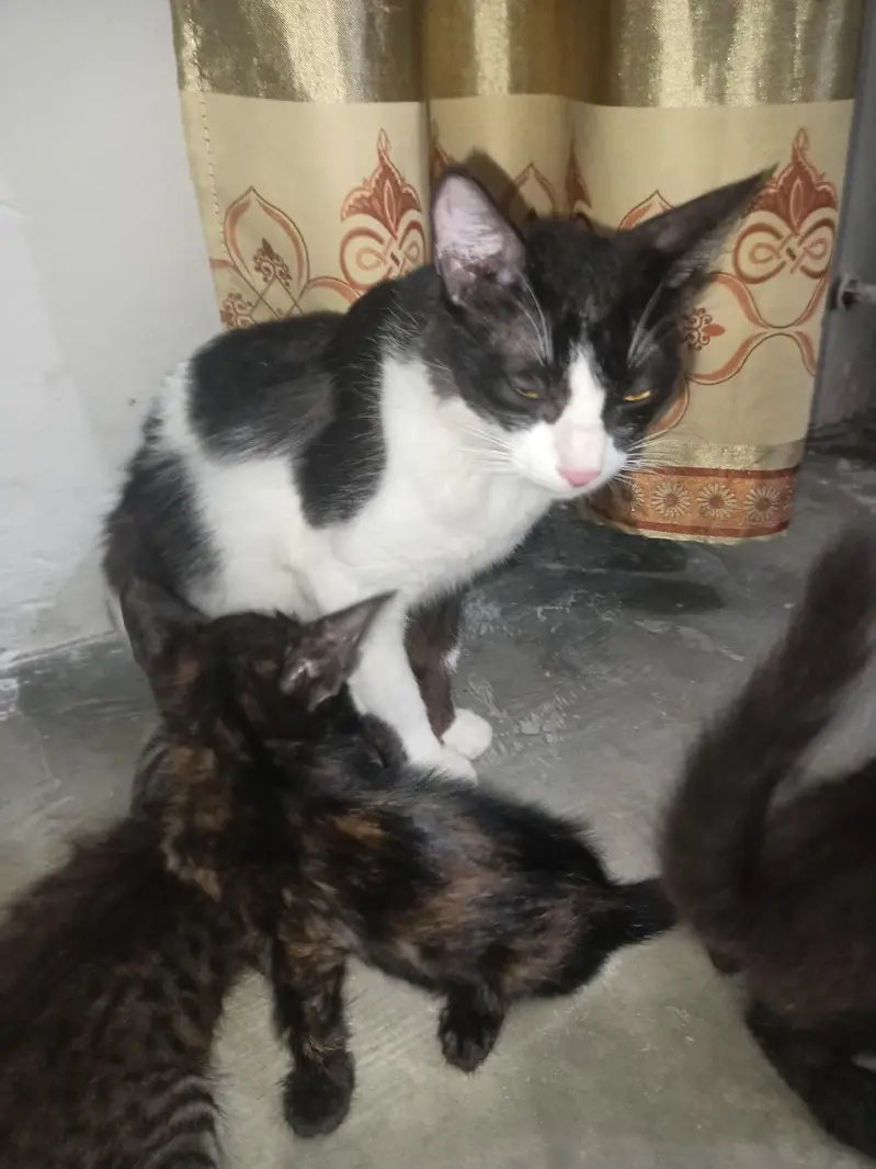 cat or  4 kids for free — photo 3