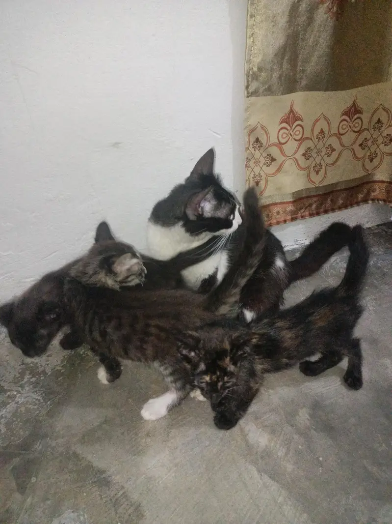 cat or  4 kids for free — photo 4