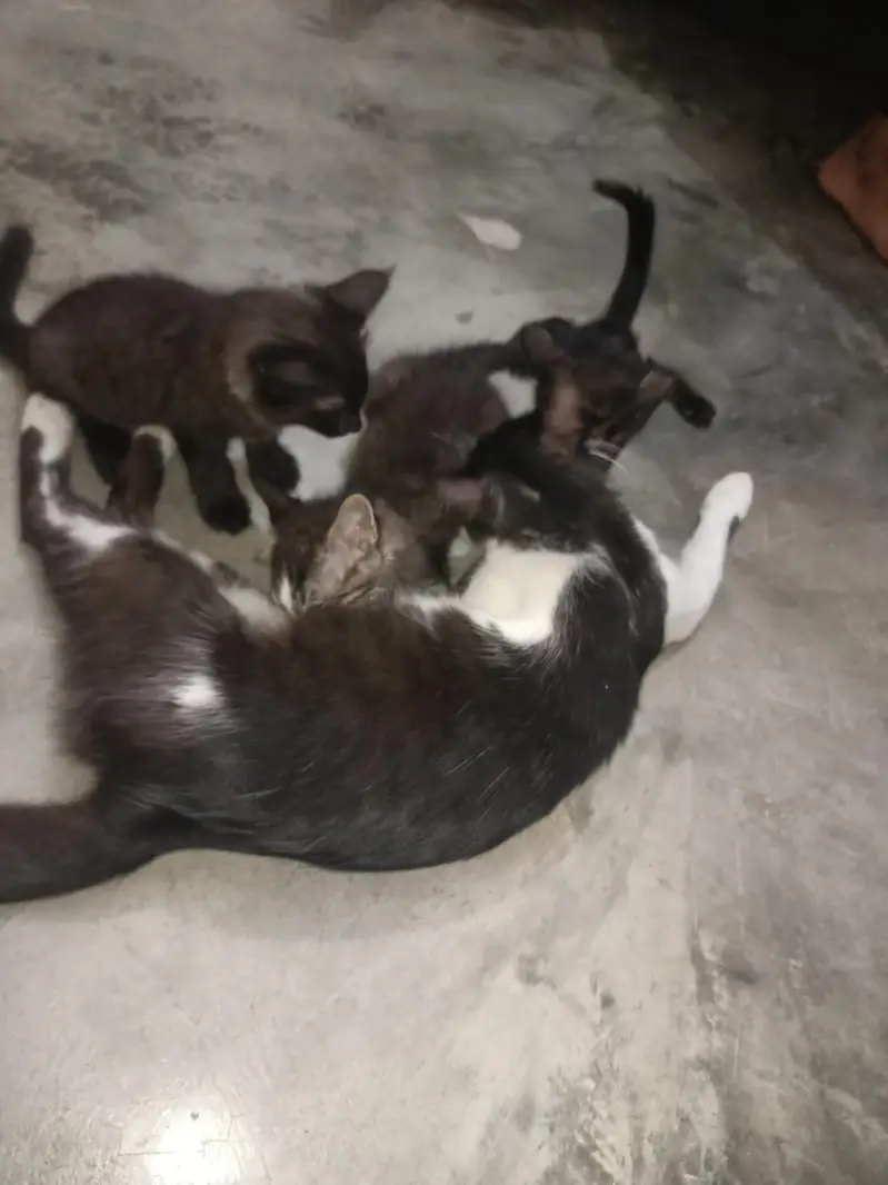 cat or  4 kids for free — photo 5
