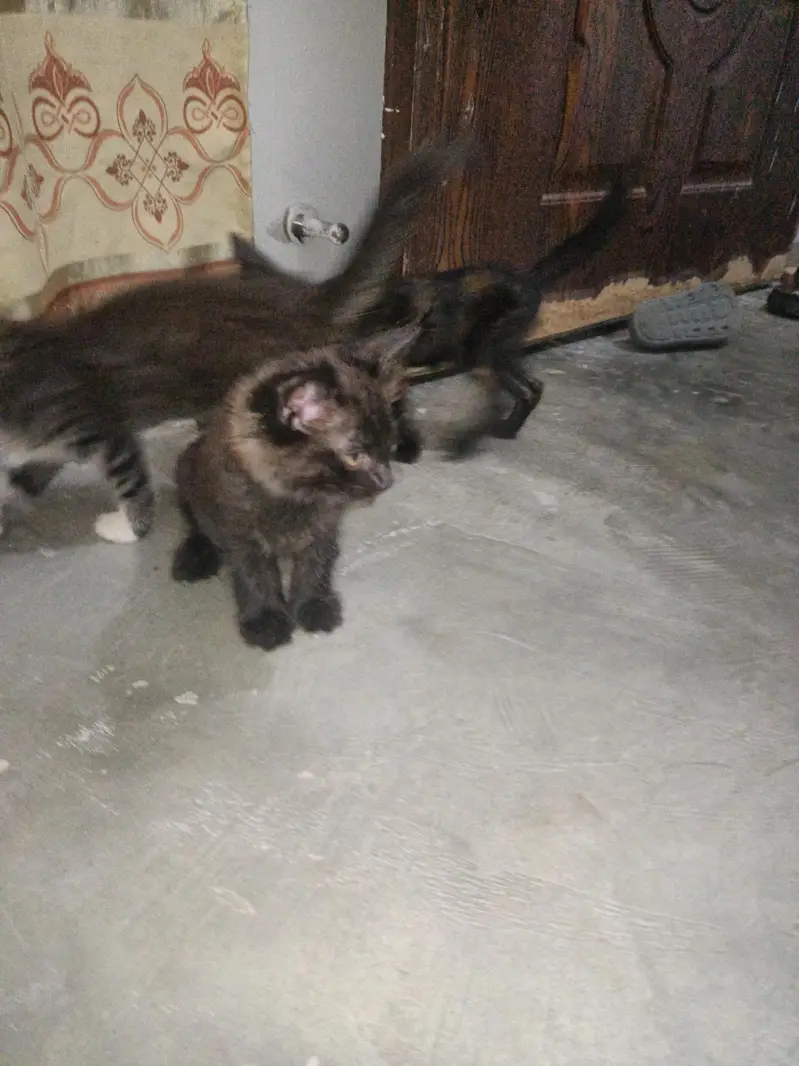 cat or  4 kids for free — photo 6