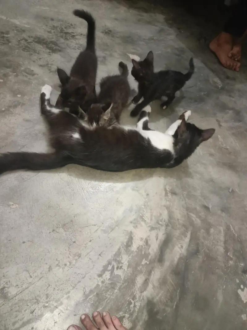 cat or  4 kids for free — photo 7
