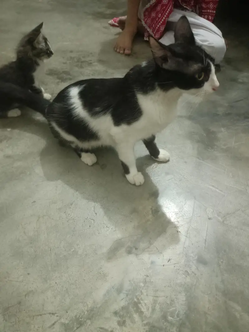 cat or  4 kids for free — photo 8