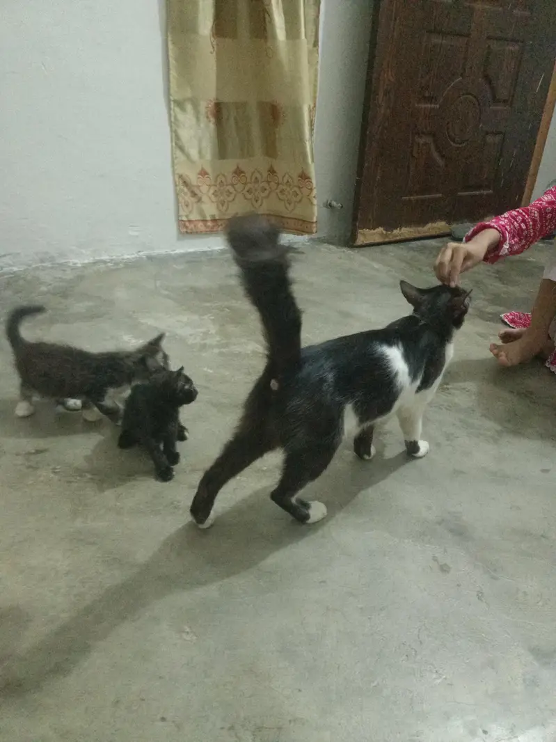 cat or  4 kids for free — photo 9