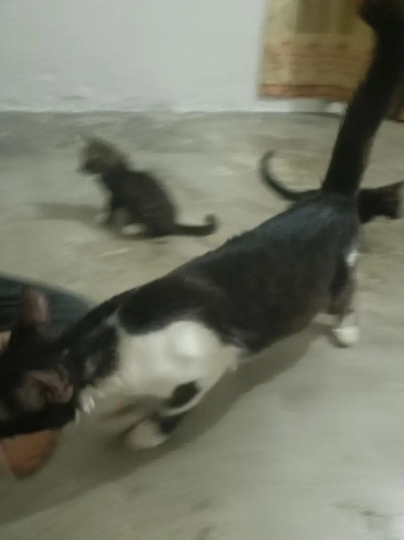 cat or  4 kids for free — photo 10