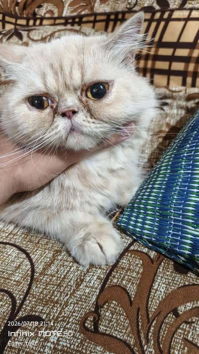 Persian