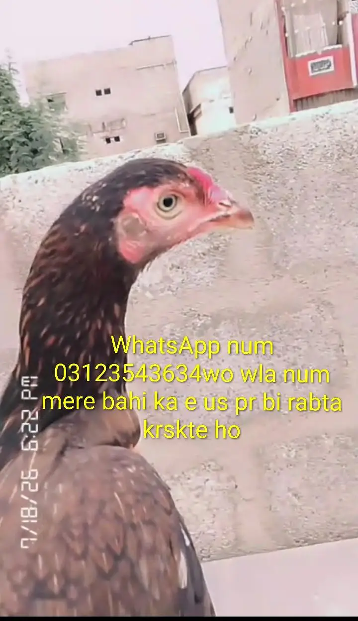 aseel chicks lasani or peeli nasal ke bachy white nock white nalli — photo 3