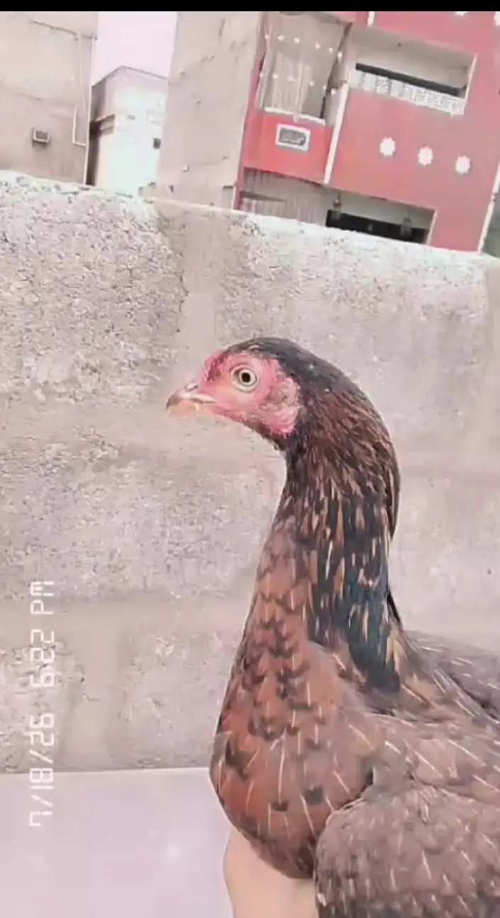aseel chicks lasani or peeli nasal ke bachy white nock white nalli — photo 4