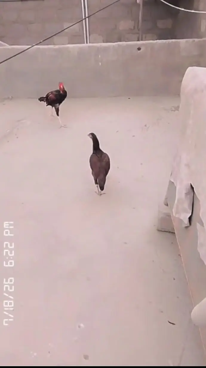 aseel chicks lasani or peeli nasal ke bachy white nock white nalli — photo 6