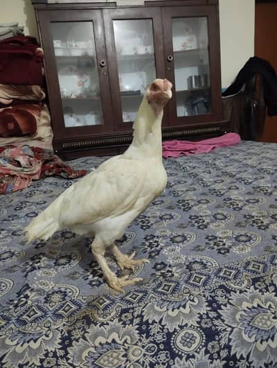 Aseel check 7000