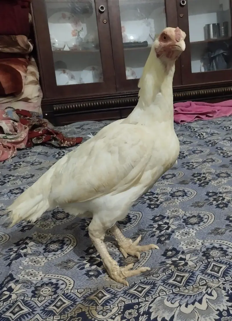 Aseel check 7000 — photo 2