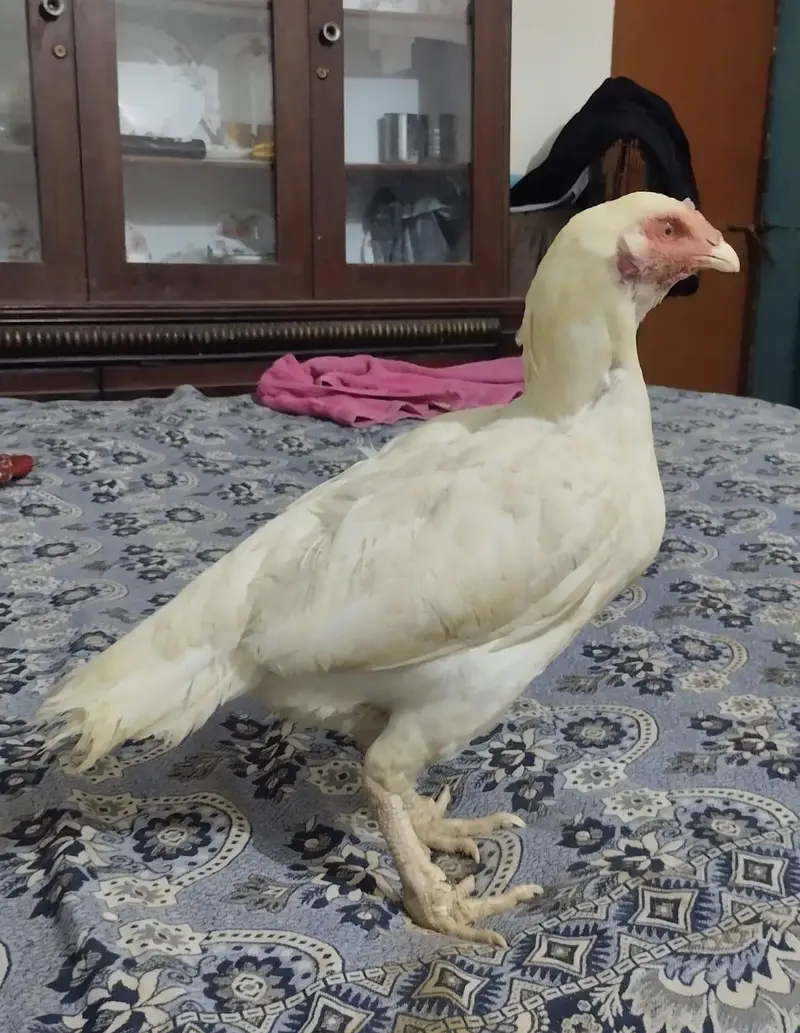 Aseel check 7000 — photo 3