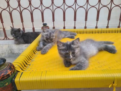 persion cat kittens for sale
