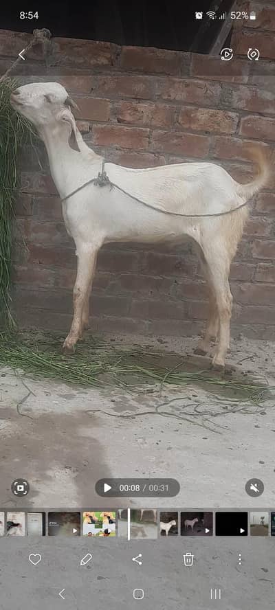 bakra