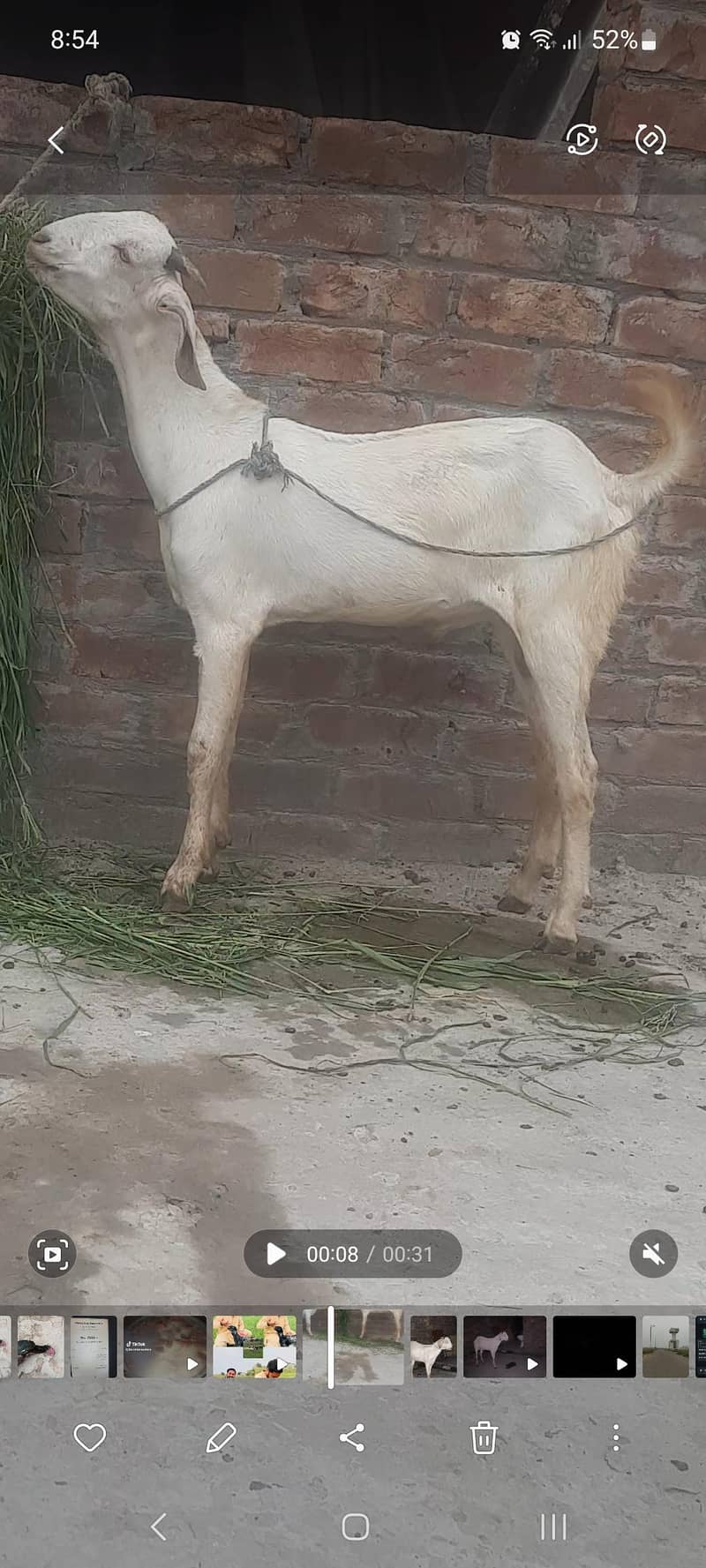 bakra 0