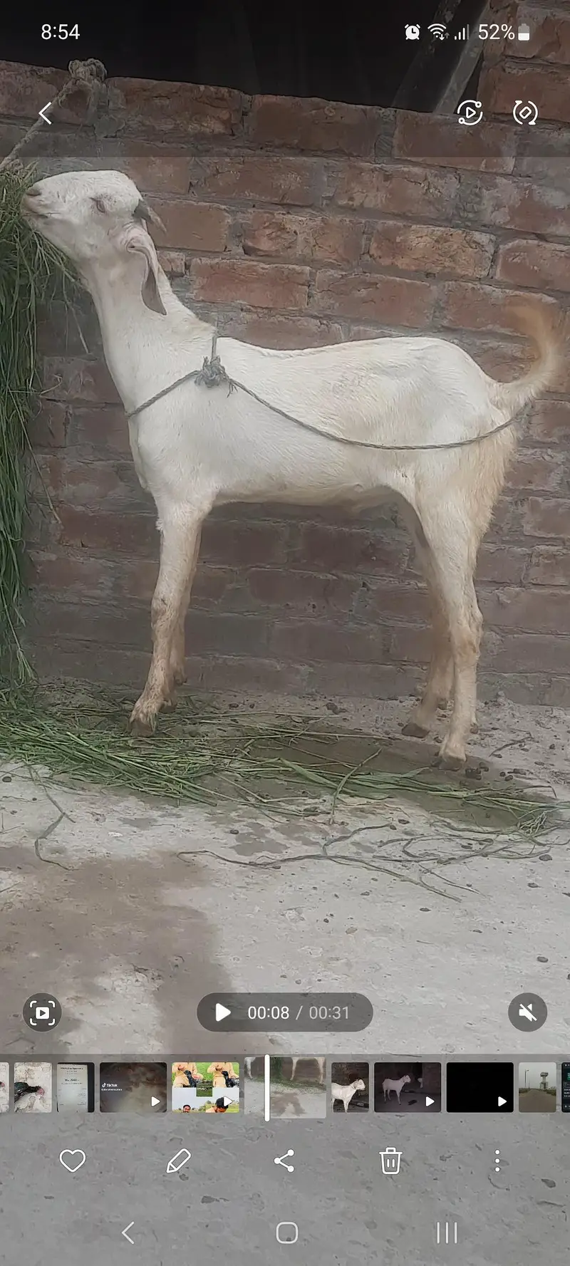 bakra