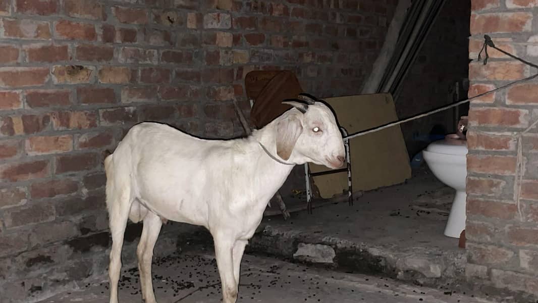 bakra 1