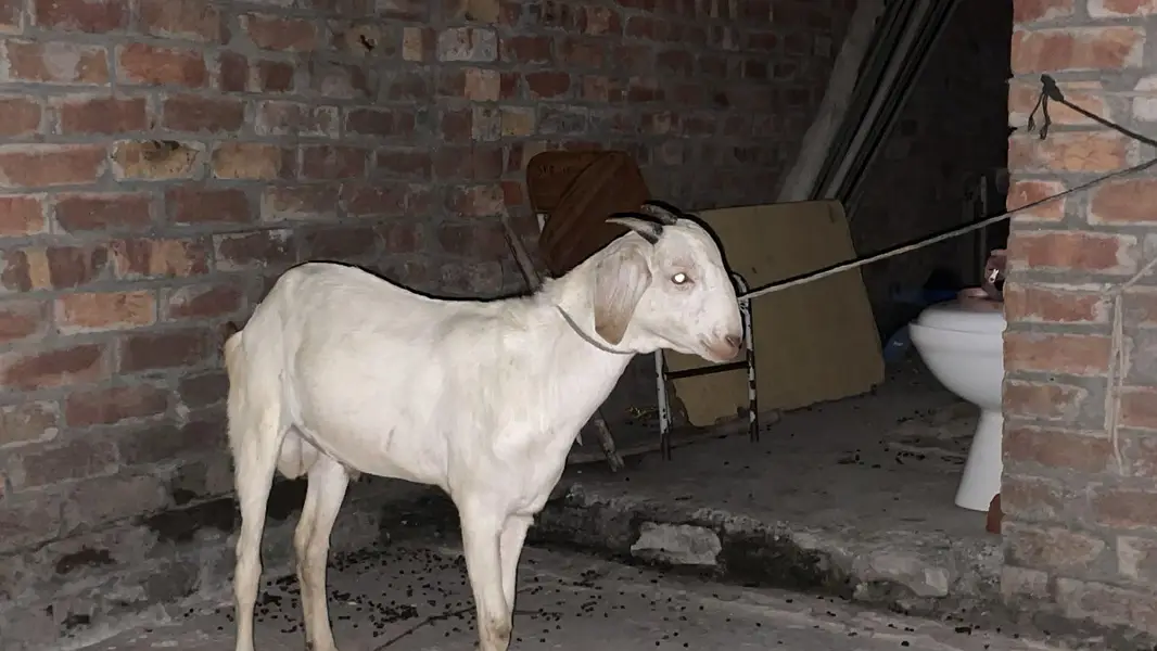 bakra — photo 2