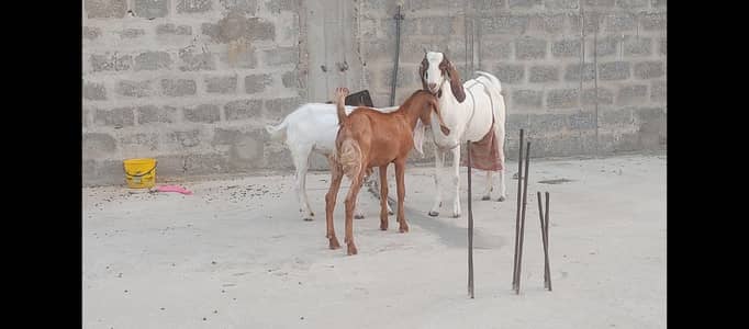 bakri or 2 bakray