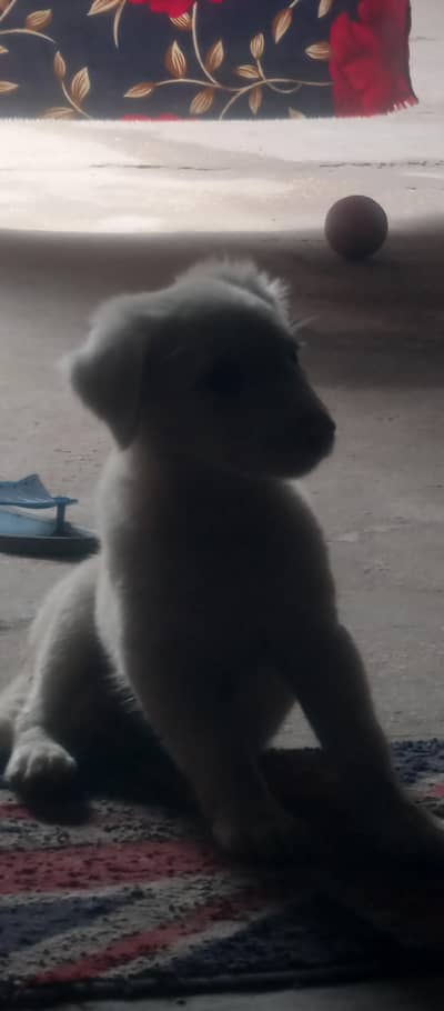 baby Russian