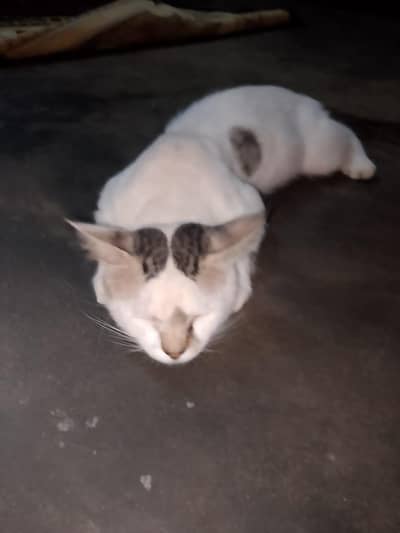 Friendly Male Cat for Sale