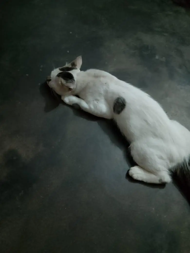 Friendly Male Cat for Sale — photo 2