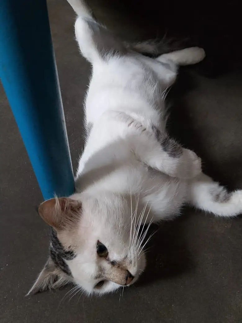 Friendly Male Cat for Sale — photo 3