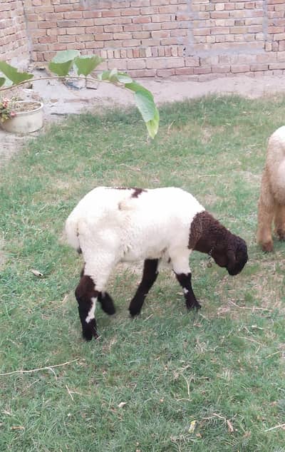baby  for sale