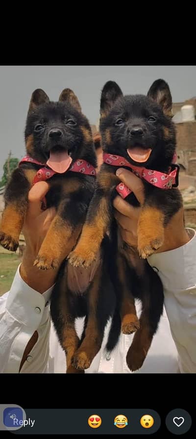 German Shepherd double coat Jodi 2 month for sale