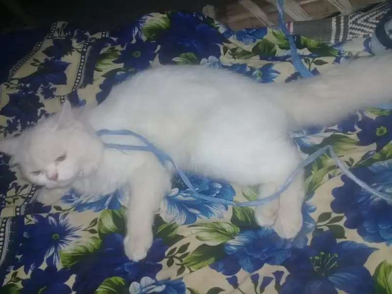 boht achii qualti ka male hai tripl cot — photo 2