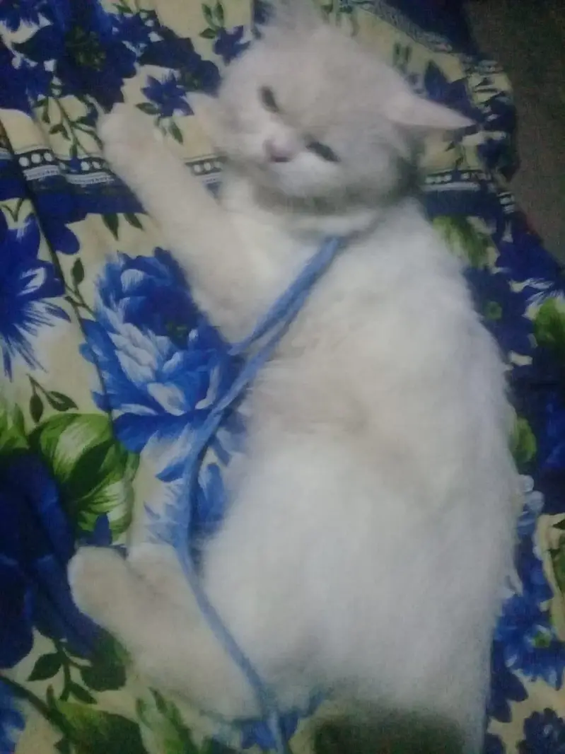 boht achii qualti ka male hai tripl cot — photo 3